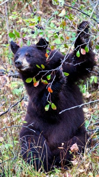 A Black Bear Browsing Bushes For Berries