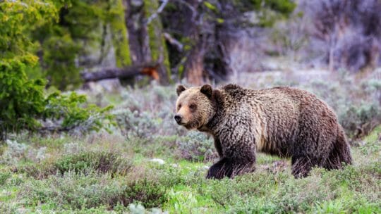 Grizzly bear walking in Grand Teton National Park, Jackson Hole Wyoming.