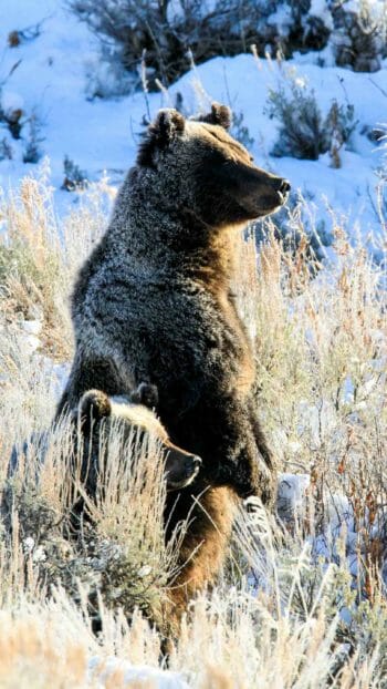 Grizzly bear sow standing on snowy grass in Jackson Hole