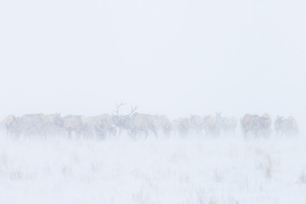 Herd of elk on the National Elk Refuge of Jackson Hole