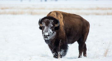 Bison with snow covered face in Jackson Hole