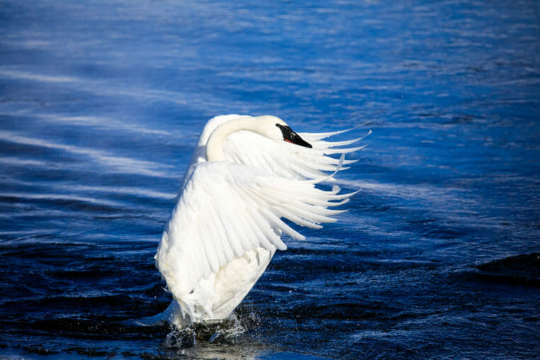 Trumpeter swan along creek in Jackson Hole