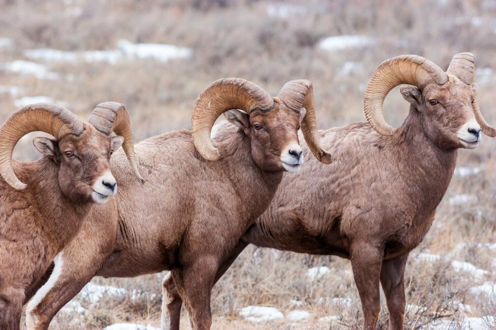 Bighorn sheep rams National Elk Refuge Jackson Hole