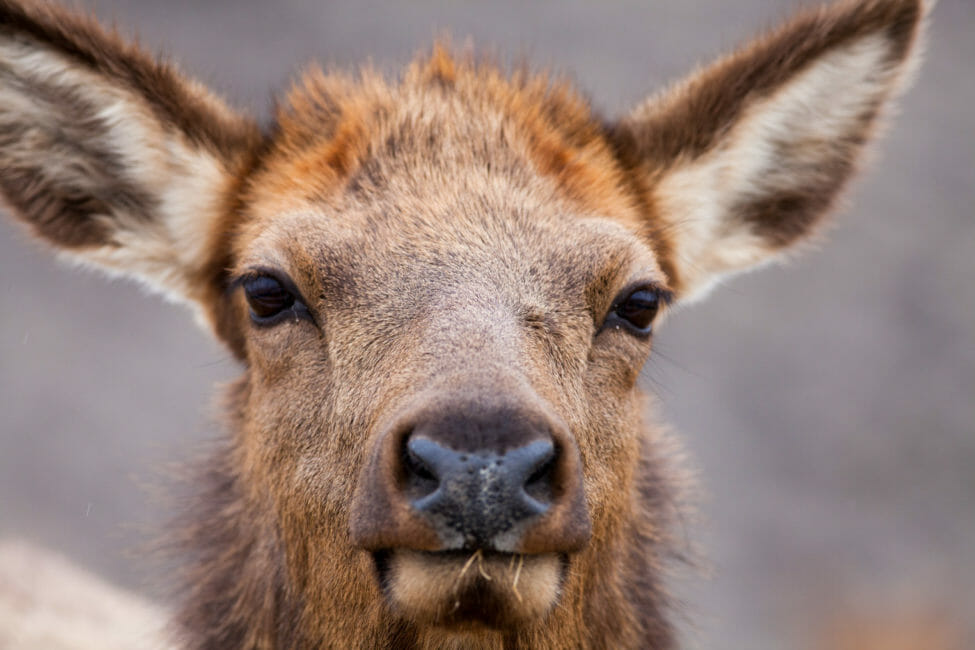 Cow elk watching us intently