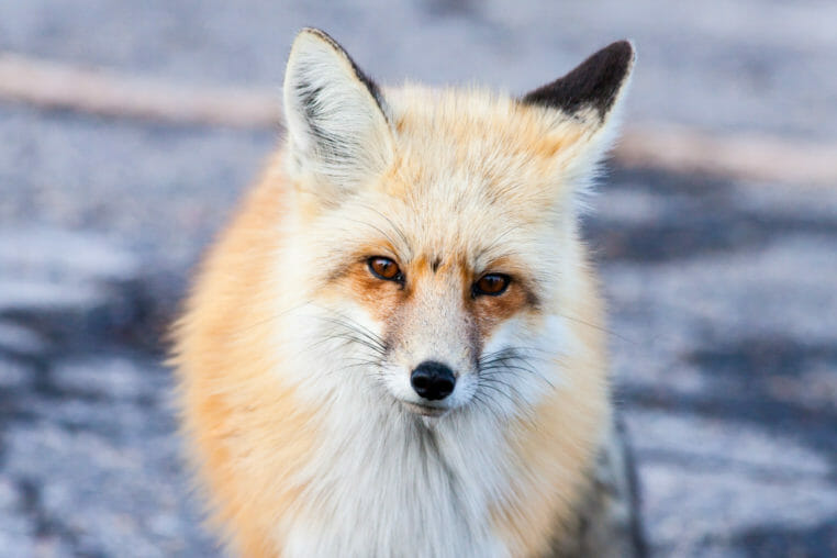 Red fox in Grand Teton National Park