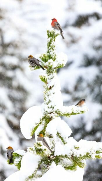 birds on a snowy tree
