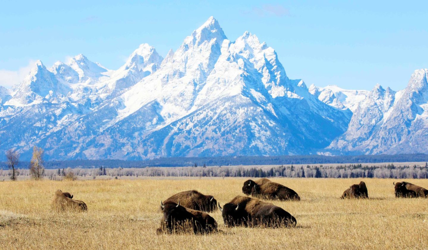 A Herd Of Bison Relax In An Old Ranching Field In Grand Teton National Park