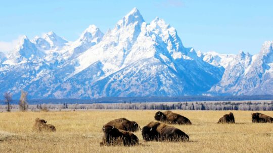 A Herd Of Bison Relax In An Old Ranching Field In Grand Teton National Park