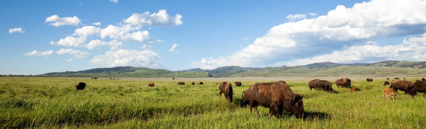 bison grazing in Jackson Hole