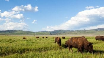 bison grazing in Jackson Hole