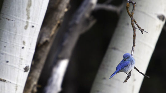 mountain bluebird in jackson hole