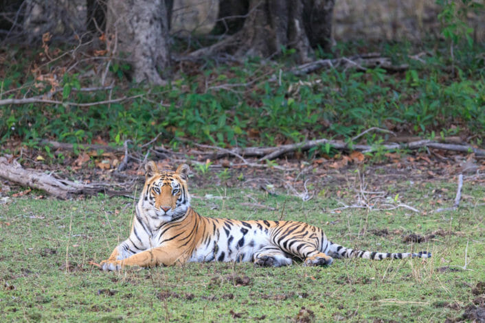 tiger laying on the grass