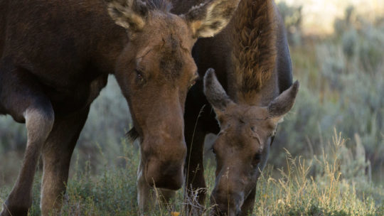 cow moose in the gros ventre campground