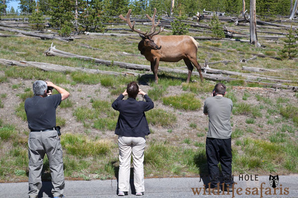 Bull Elk in Yellowstone National Park