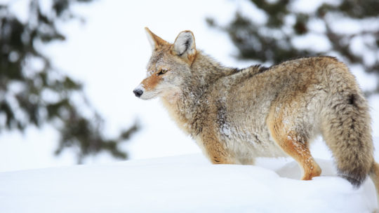A Tawny Coyote Is Easy To Spot Against The White Snow During The Winter In Grand Teton National Park