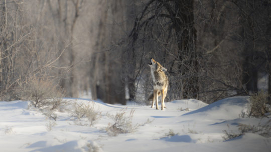 Coyote Howling In Front of Snowy Cotton Wood Trees