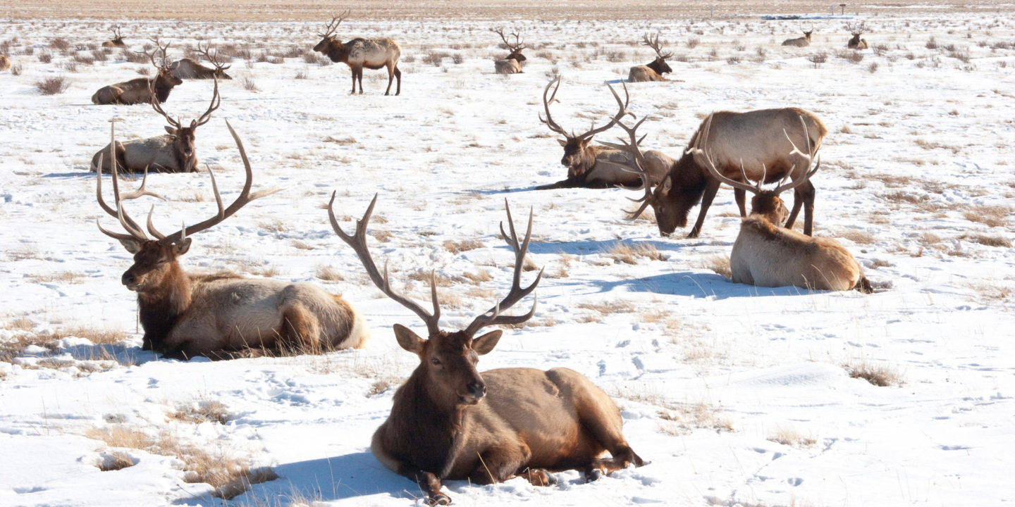 Elk Herd In The Snow In National Elk Refuge With Bull Elk Laying Down In Foreground