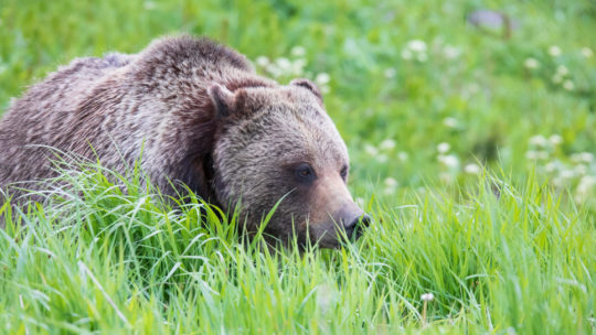 A Grizzly Bear Walks Through Tall Grasses In Yellowstone National Park