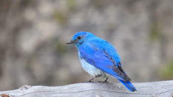 A Mountain Bluebird, First Sign Of Spring In The Rocky Mountains, Sits Perched On A Downed Tree In Grand Teton National Park