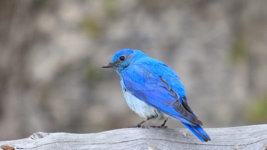 A Mountain Bluebird, First Sign Of Spring In The Rocky Mountains, Sits Perched On A Downed Tree In Grand Teton National Park