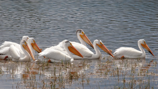 A Group Of American White Pelicans Travel Together Along A Waterway In The Greater Yellowstone Ecosystem