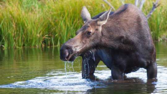 A Moose Feeds On Aquatic Grasses in Grand Teton National Park Near Jackson Hole Wyoming