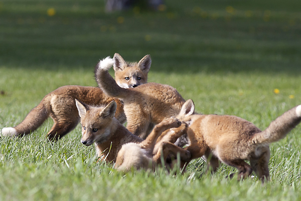 Red Fox Kits Play Together Near Their Fox Den