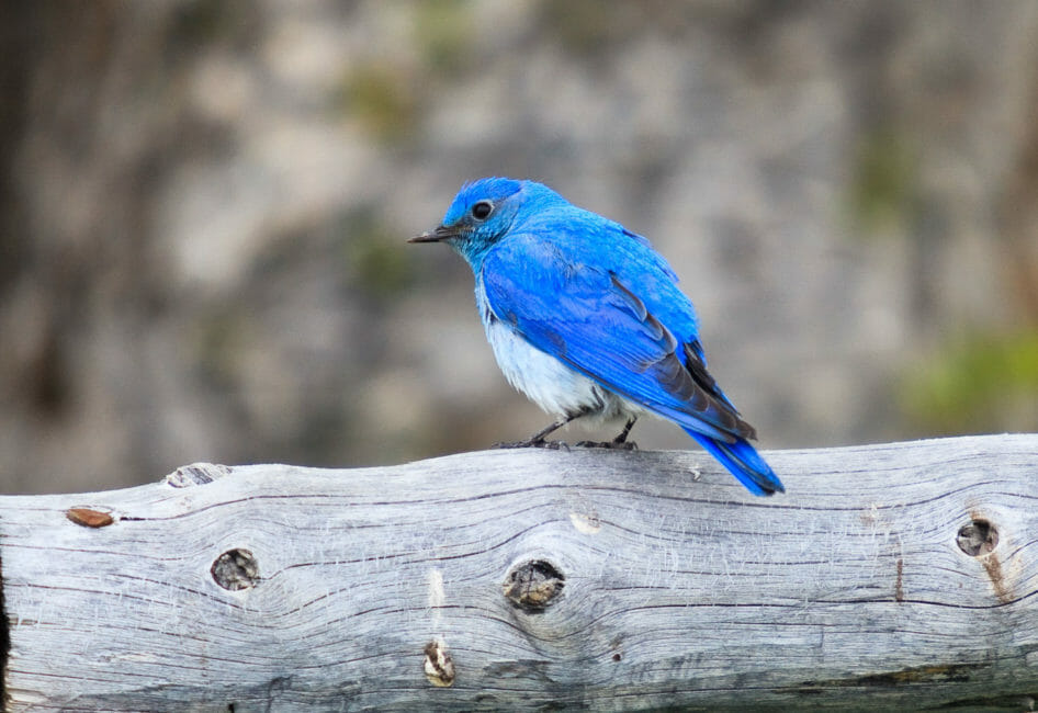 A Mountain Blue Bird Perched On A Post In Grand Teton National Park