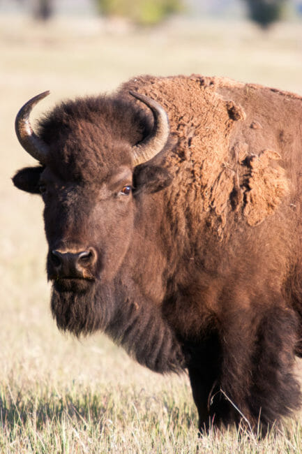 A Lone Bison Grazing In A field