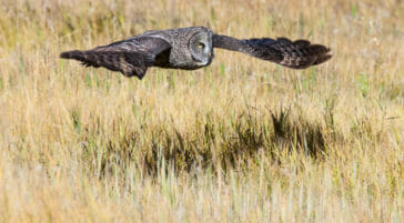 A Great Grey Owl Flying Low Through A Grassy Field In Grand Teton National Park