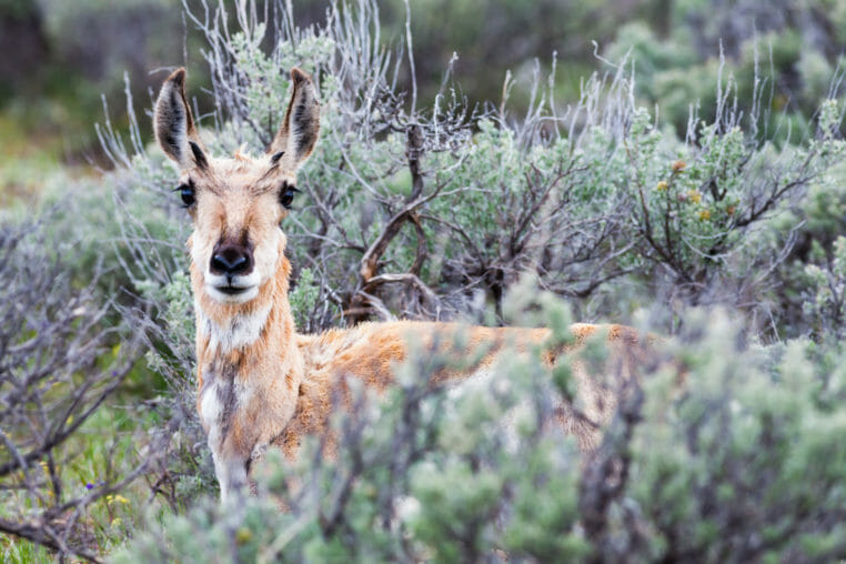 A Pronghorn Spotted Through Dense Sagebrush In Grand Teton National Park