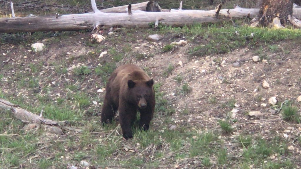 brown bear in nature