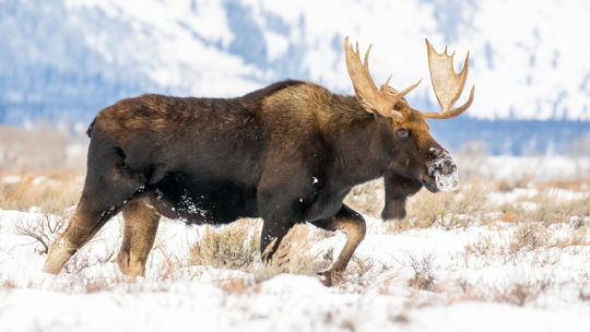 A Bull Moose Walks Through A Field Of Snowy Sagebrush In Grand Teton National Park