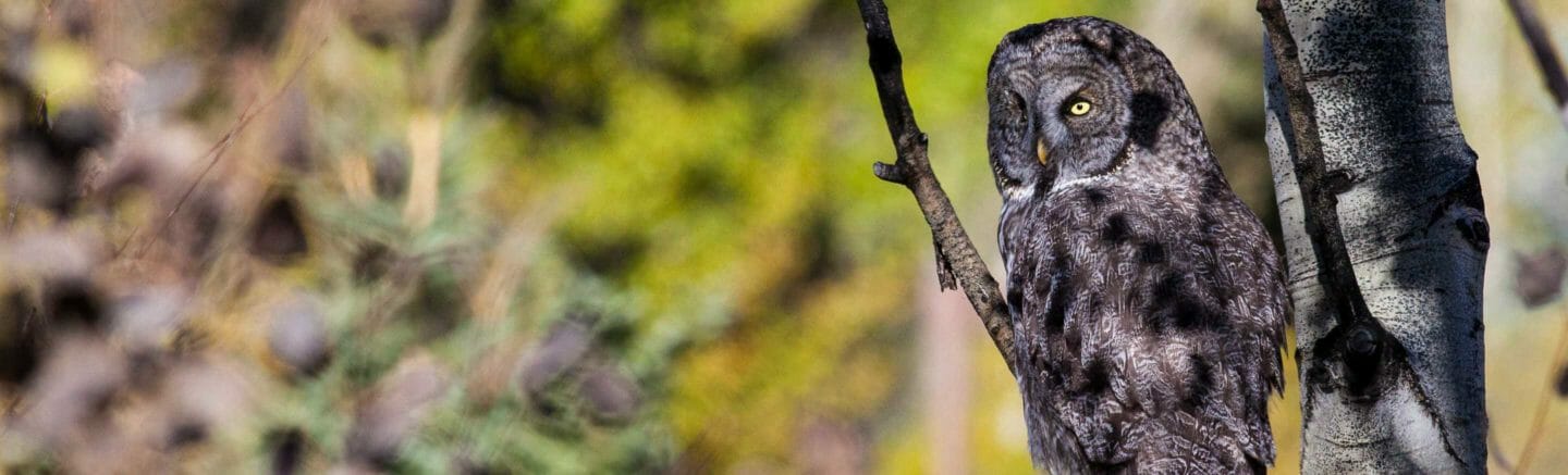 Great grey owl in aspen Jackson Hole