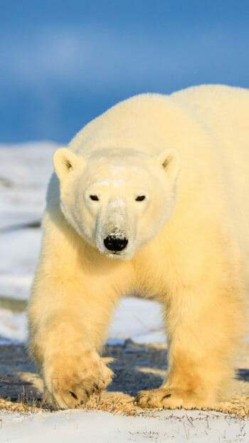 polar bear walking on snow near Churchill