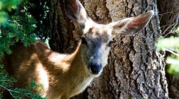 A Mule Deer Peaking Out Of Forest In Grand Teton National Park