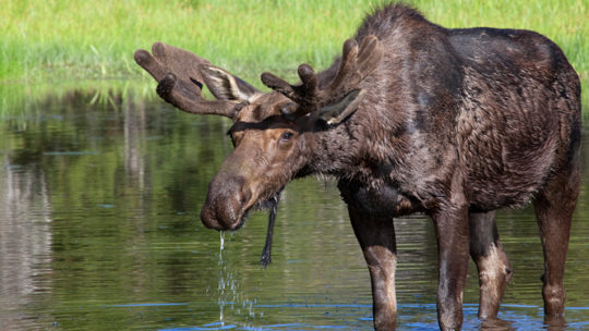 A Moose Drinks From A Pond In Jackson Hole
