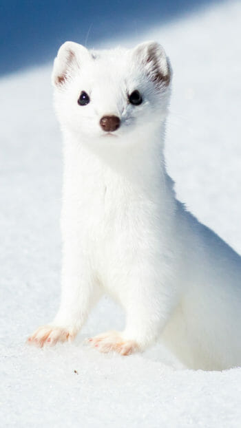 Weasel in white winter coat in Yellowstone
