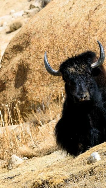 A Yak Sits On A Hillside In Rural Ladakh In India