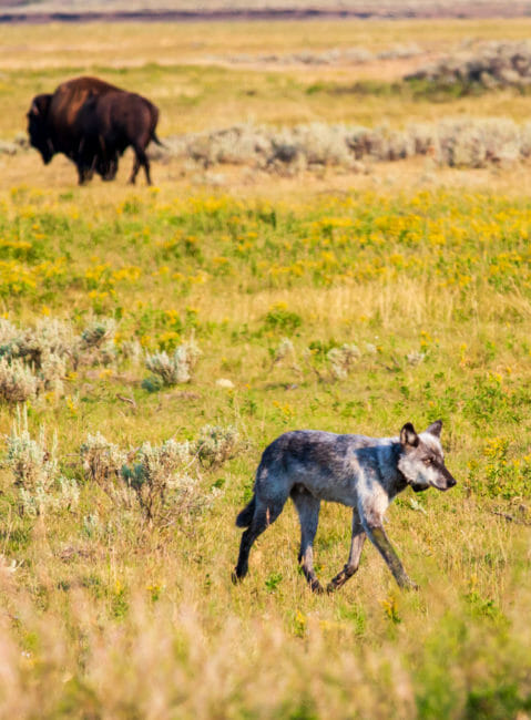 Bison and wolf crossing paths in Yellowstone National Park
