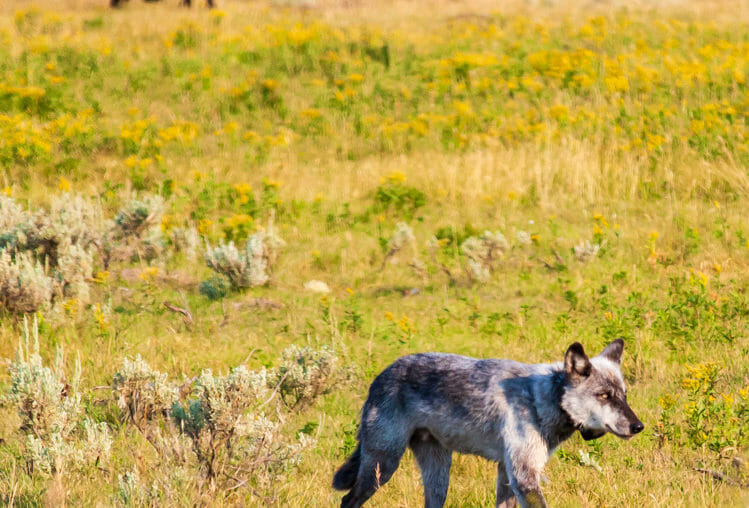 Bison and wolf crossing paths in Yellowstone National Park