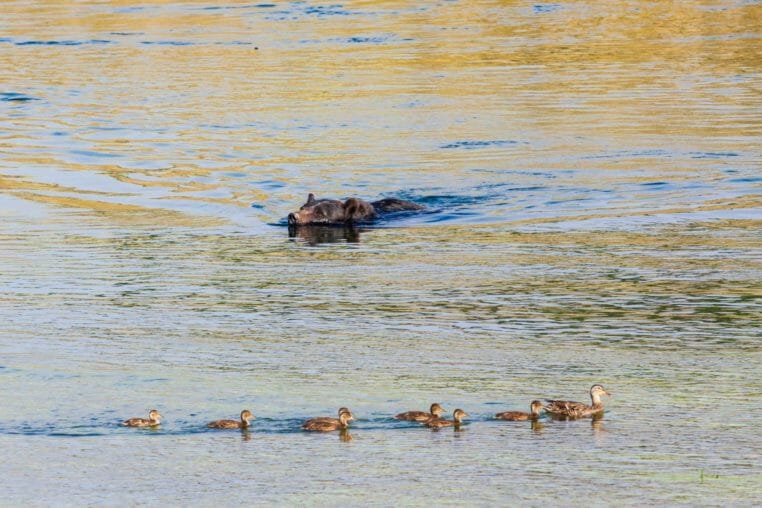A Grizzly Bear Swimming Past Ducks In The Yellowstone River In Hayden Valley
