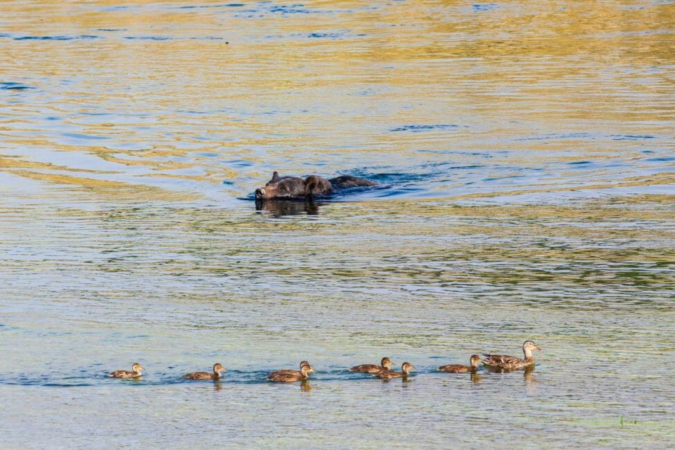 A Grizzly Bear Swimming Past Ducks In The Yellowstone River In Hayden Valley