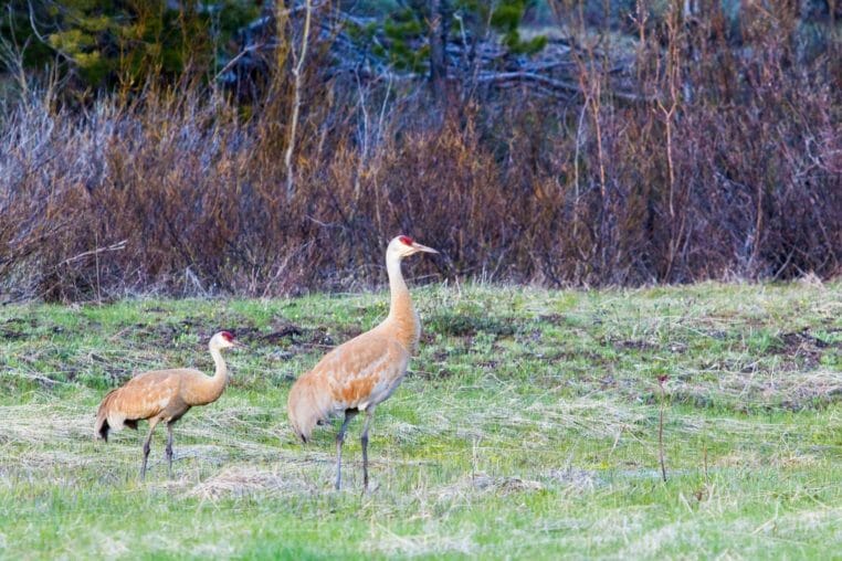 Two Sandhill Cranes Walking Along A Grassy Meadow