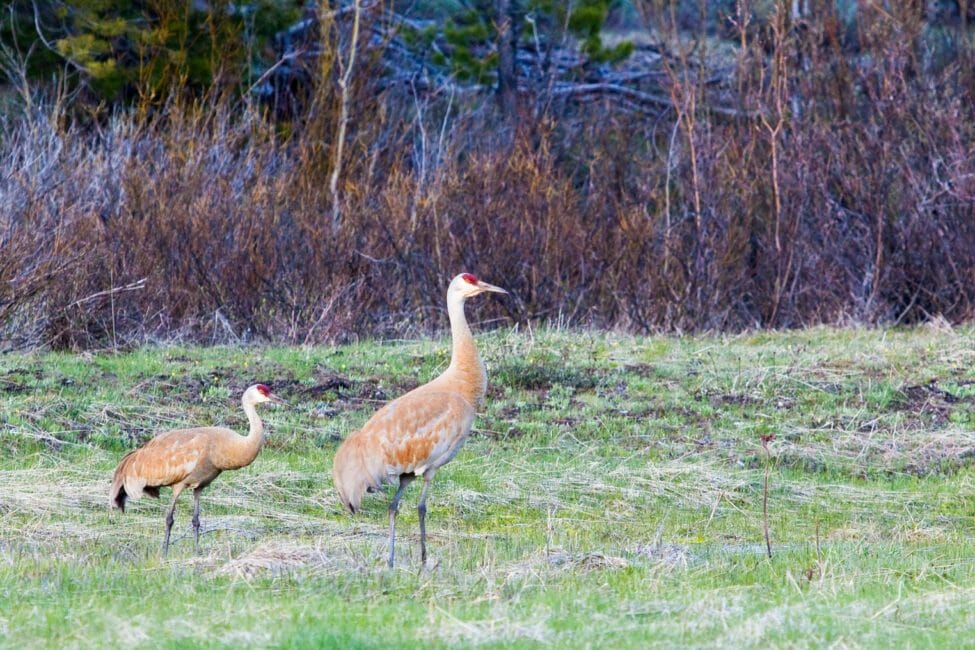 Two Sandhill Cranes Walking Along A Grassy Meadow