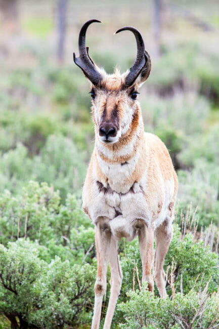 Pronghorn buck in Grand Teton National Park