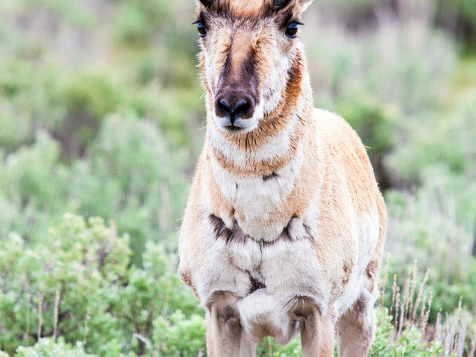 Pronghorn buck in Grand Teton National Park