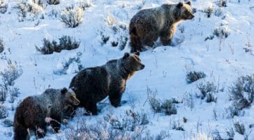 Grizzly bears in snow in Jackson Hole