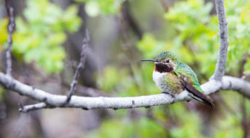 Broadtail hummingbird in Grand Teton National Park.