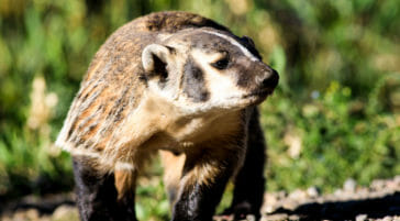 American Badger in Grand Teton National Park
